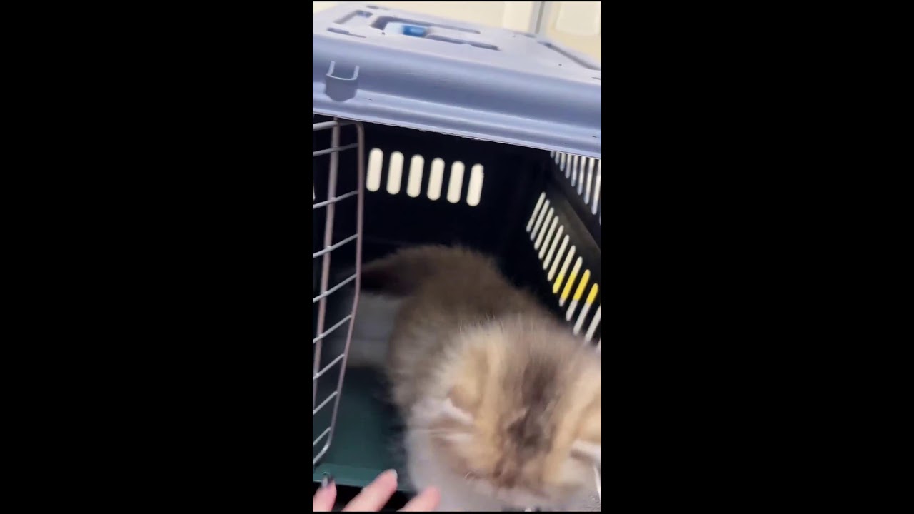 LIVE: POV Kitten Room | Cute Cattery Kittens Playing & Exploring | Subscribe for Daily Streams