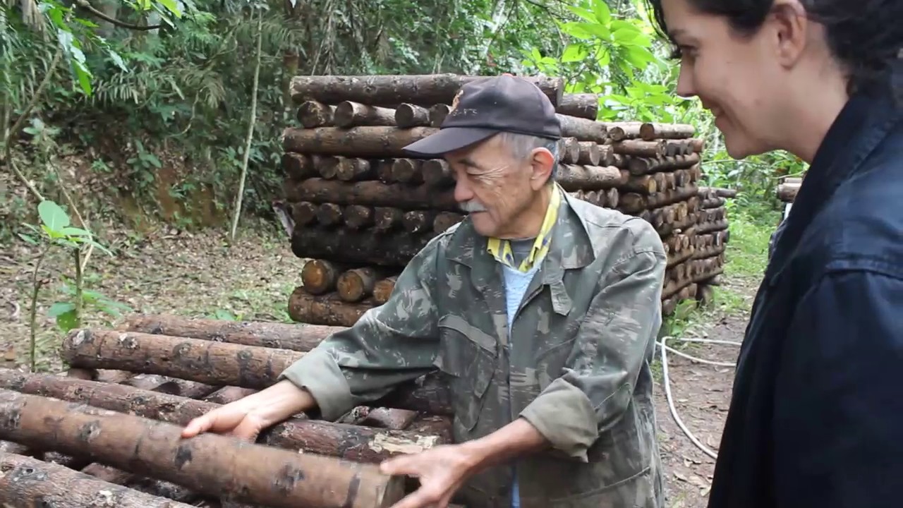 Sr Sakae e sua produção orgânica de shitake