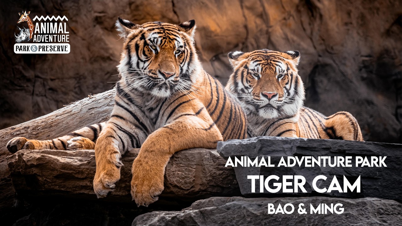 Tiger Cam of Animal Adventure: Bao & Ming