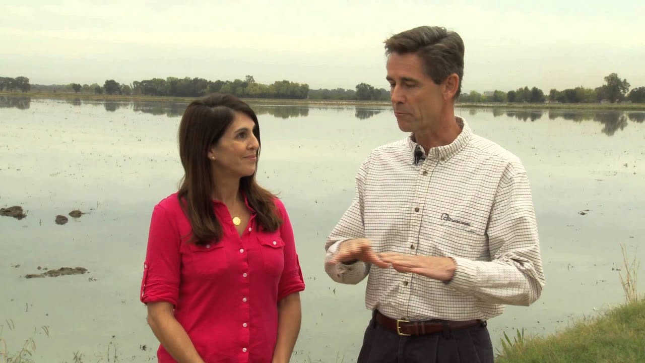 Helping Ducks in the Sacramento Valley