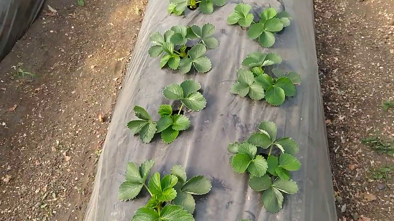 Биогумус, как себя показал #клубника#виноград#рассада