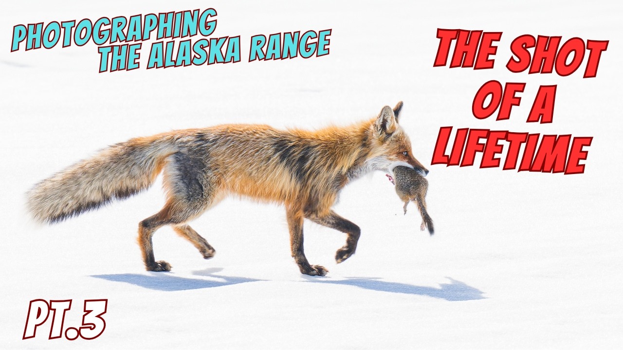 The Photo of a Lifetime - Alaska 's Denali Hwy | A Wildlife Photographer&rsquo;s Journey  Pt.3