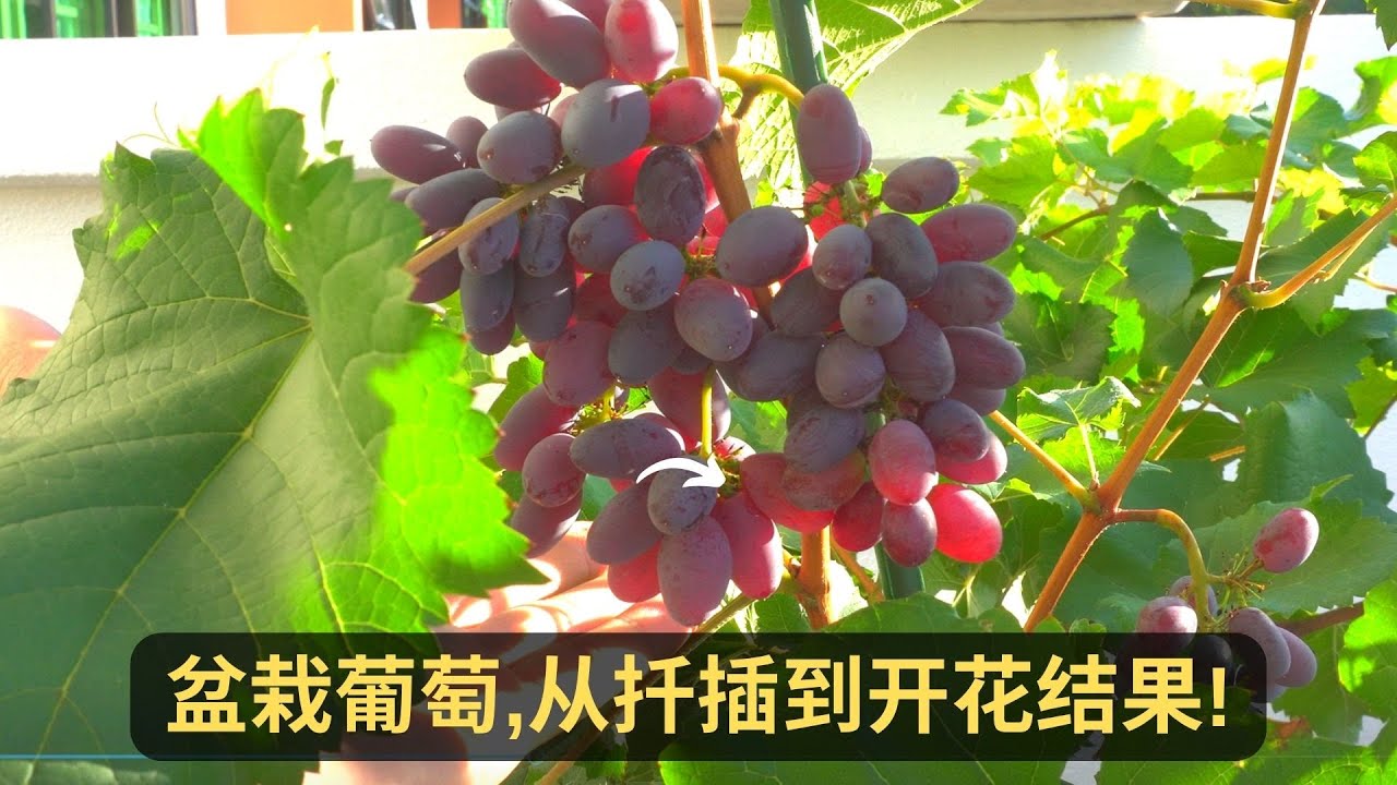 在阳台上盆栽葡萄，从扦插到开花结果需要多少天？