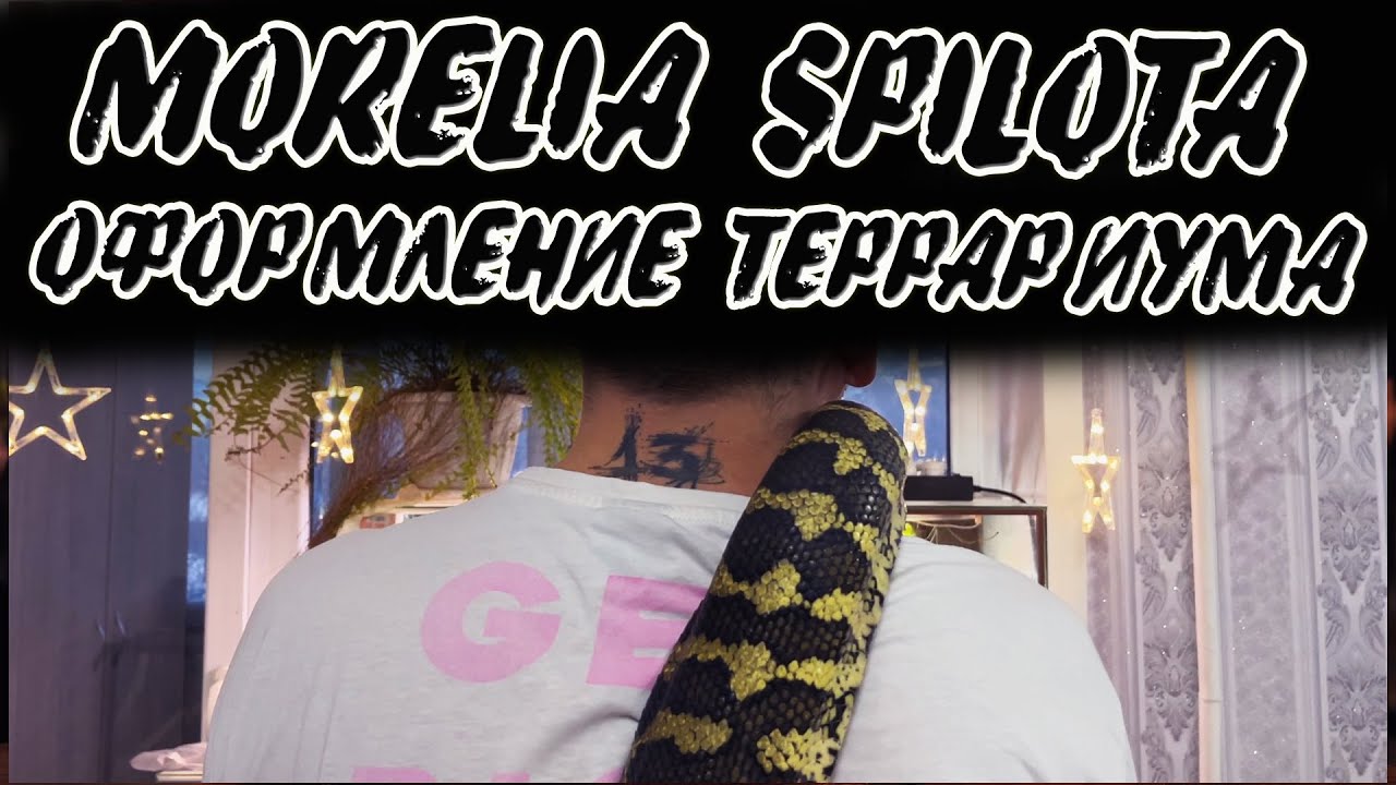 Оформление террариума  для коврового питона.  Morelia spilota cheynei
