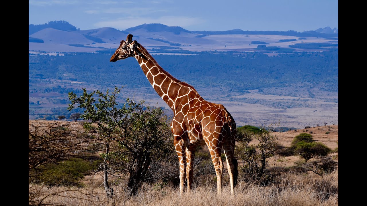 Kenya Safari 2021 #3