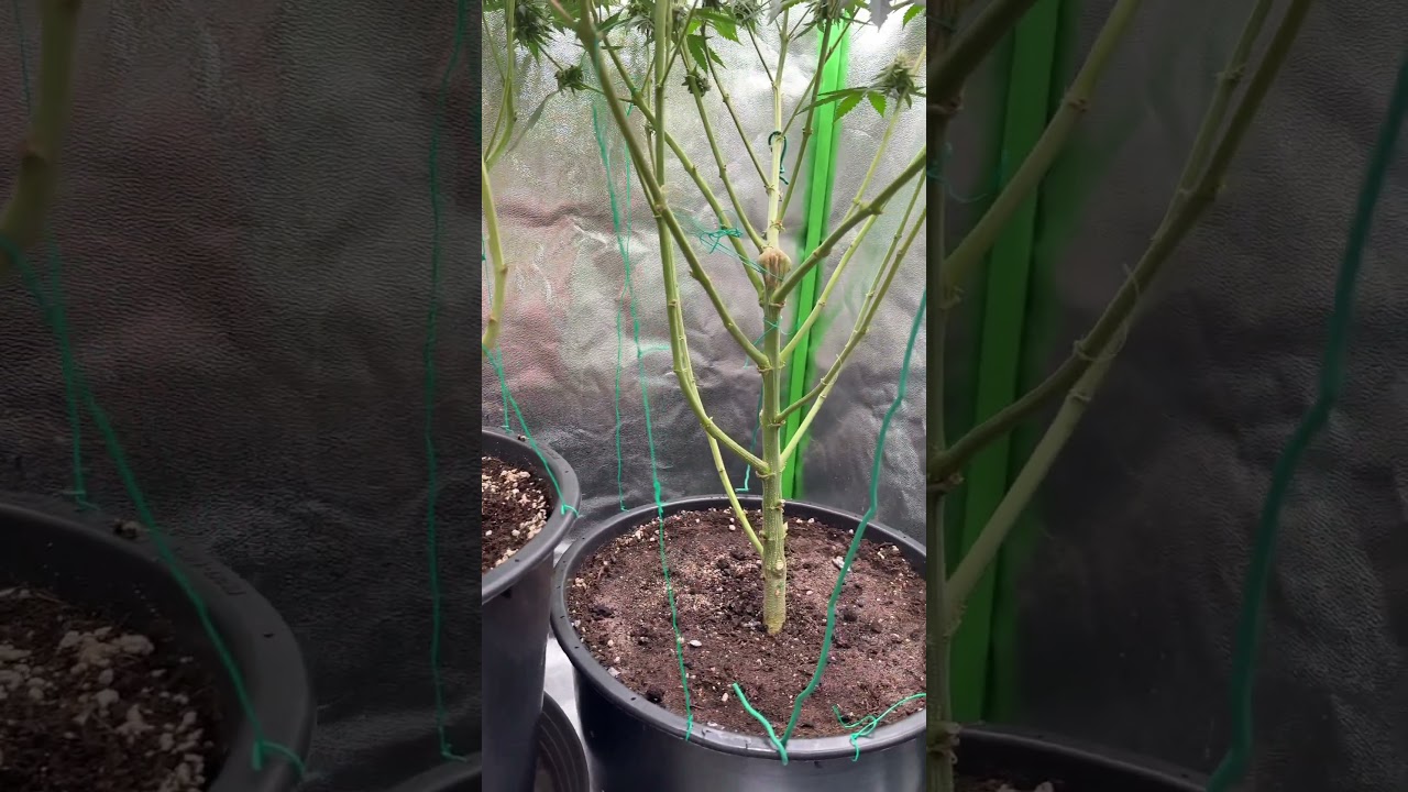 Supercropping or topping #shorts #grow #420 #indore #plants #україна #plants #viralvideo