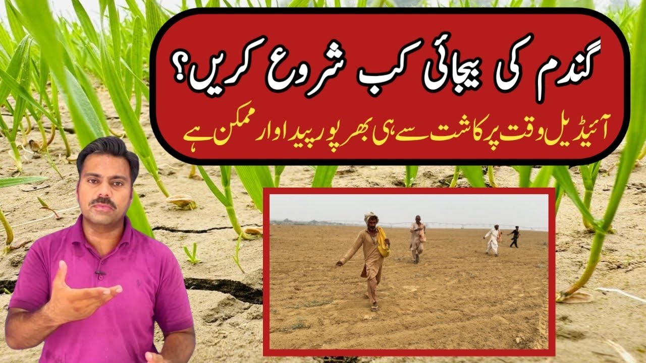 Wheat crop planting time in Pakistan | When to start wheat sowing | Ideal time for wheat seed sowing