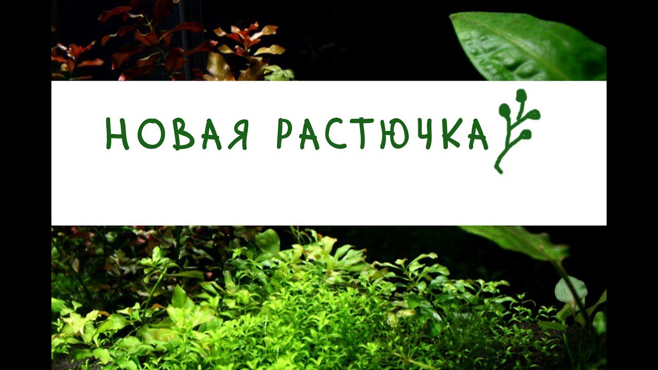 Новая растючка. Микрантемум Монте Карло, Элеохарис мини, Ситняг крошечный, Марсилия, Кардамин