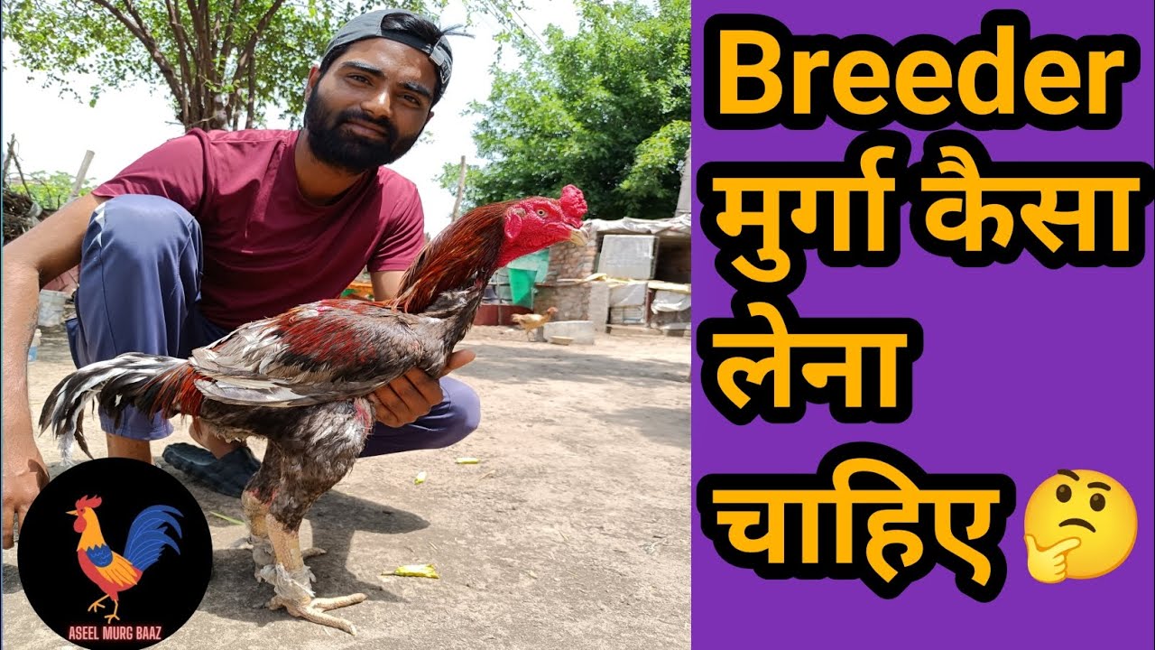 असील मुर्गा कैसा लेना चाहिए 🤔 || Aseel Murga breeding Tips || #trending