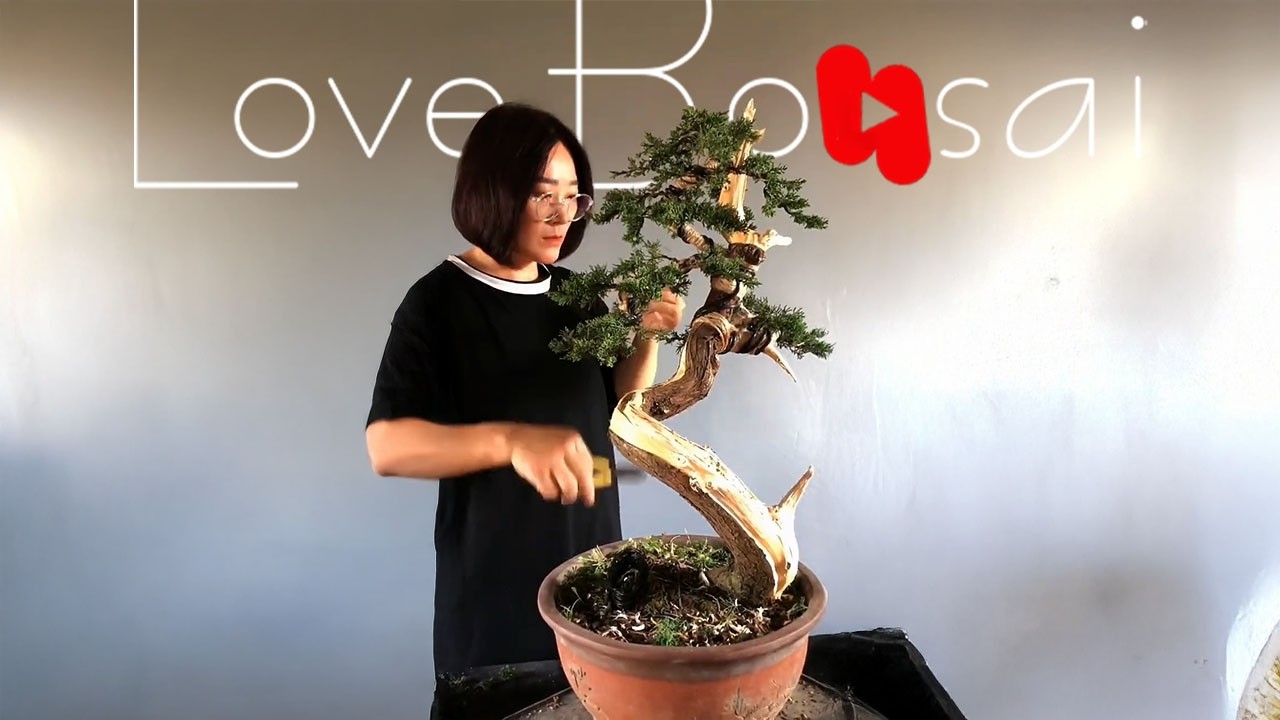 What do you think of this bonsai at first sight? #lovebonsai #bonsai