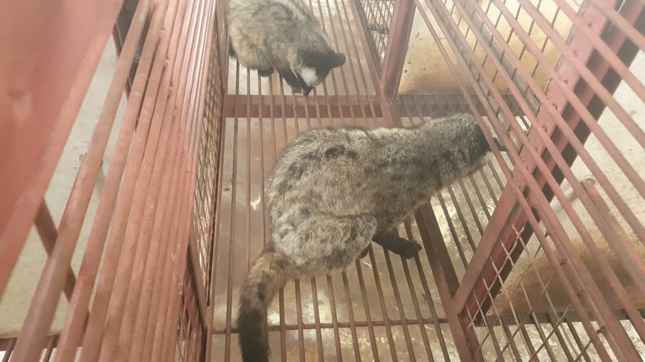 Phối giống không thành công rất dễ bỏ cuộc| Chồn Hương TH.
