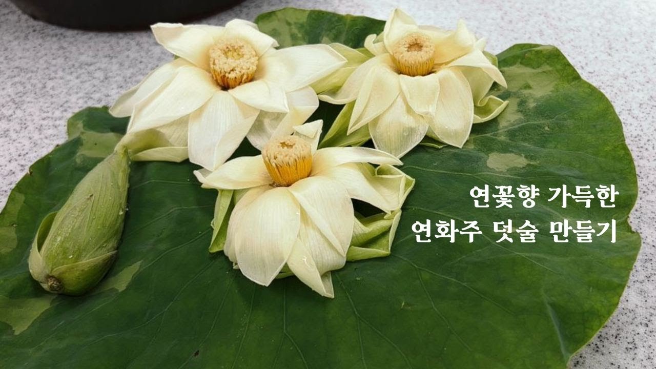 고두밥으로 덧술만들기-연꽃의향기로운 술,연화주2