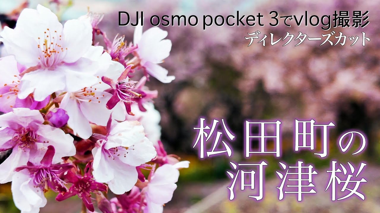DJI osmo pocket 3で河津桜を撮ってみた 4Kディレクターズカット版【マップレンタル】字幕つき