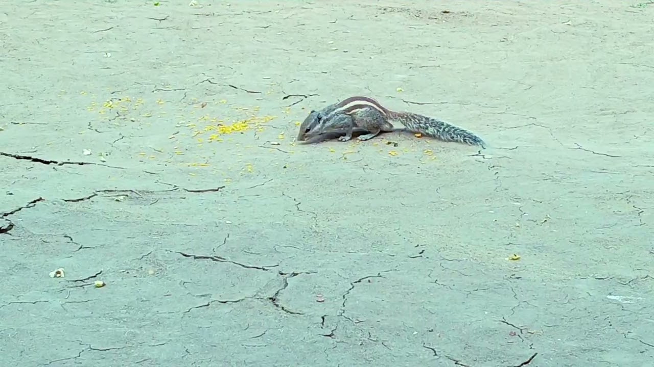 दाना खाते हुई गिलहरी...