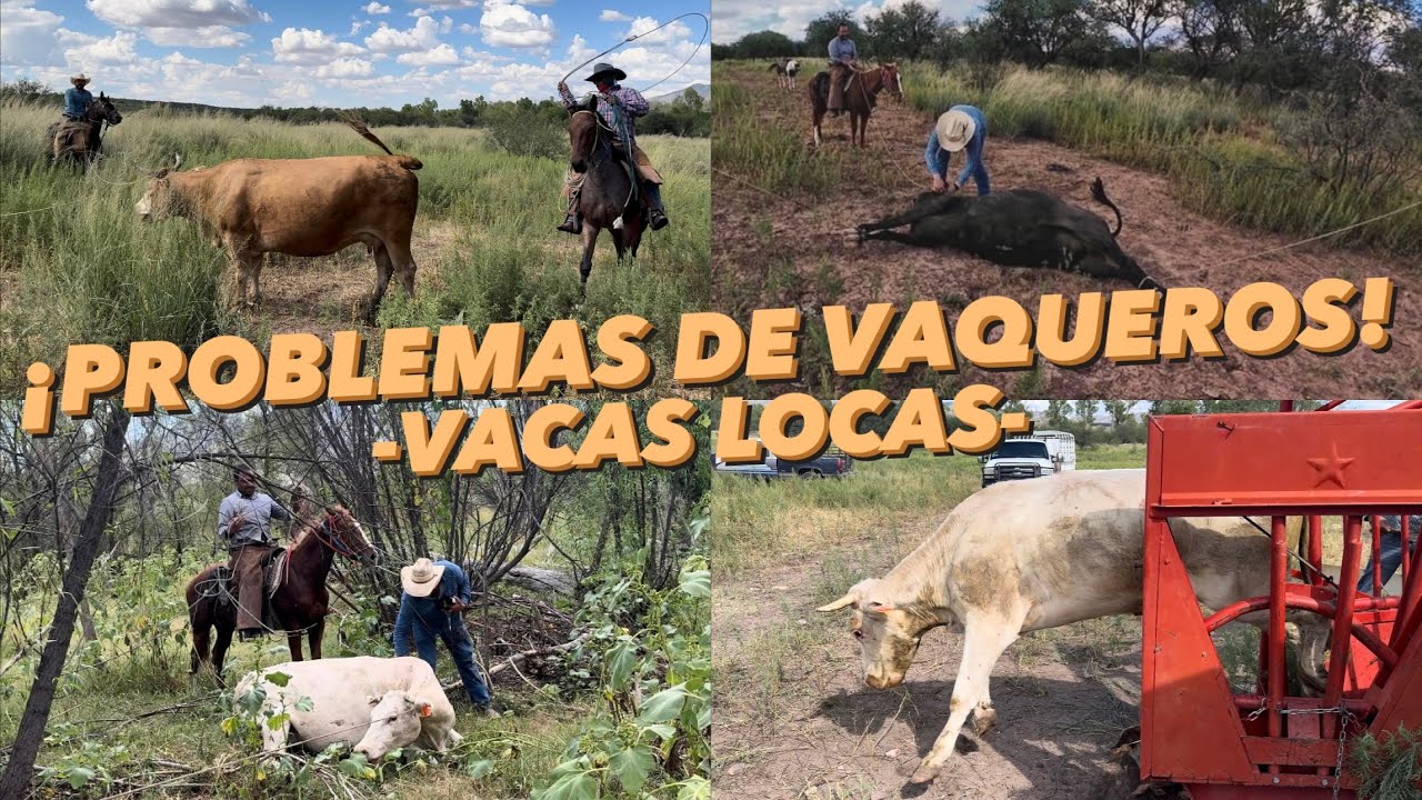 TERMINAMOS CON LAS CORRIDAS DE CAMACHALES 🤠, QUE CORRETEADA NOS PEGARON LAS VACAS LOCAS 🐮🌵