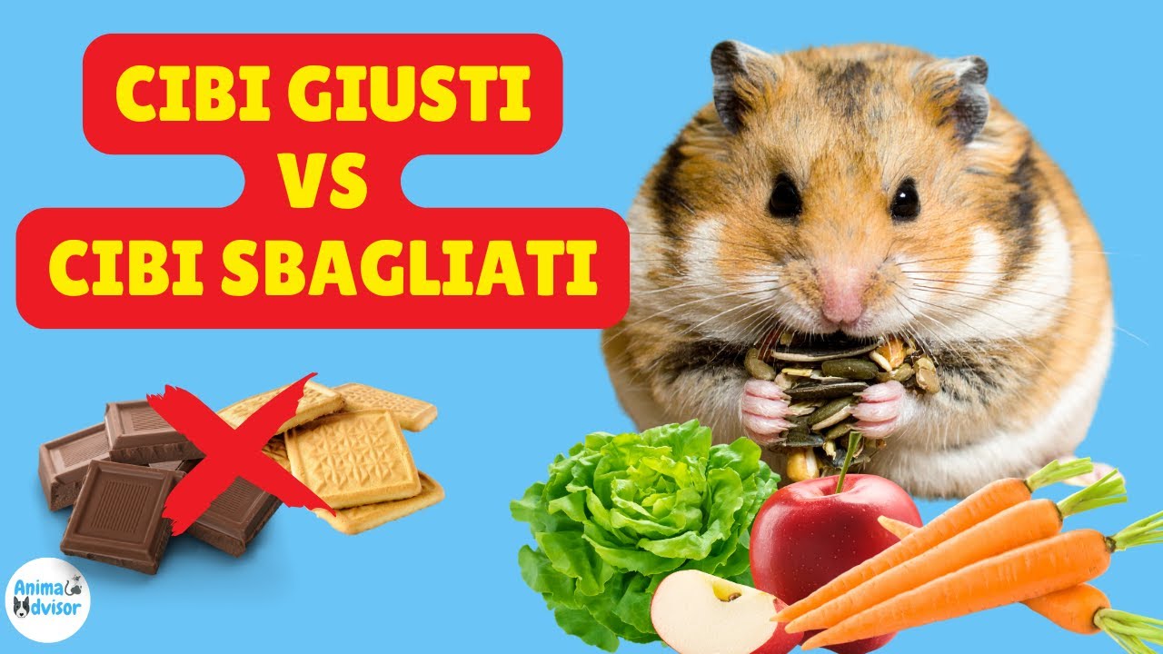 Cosa Mangia il Criceto: Scopri tutto sulla sua Alimentazione! 🐹🥬
