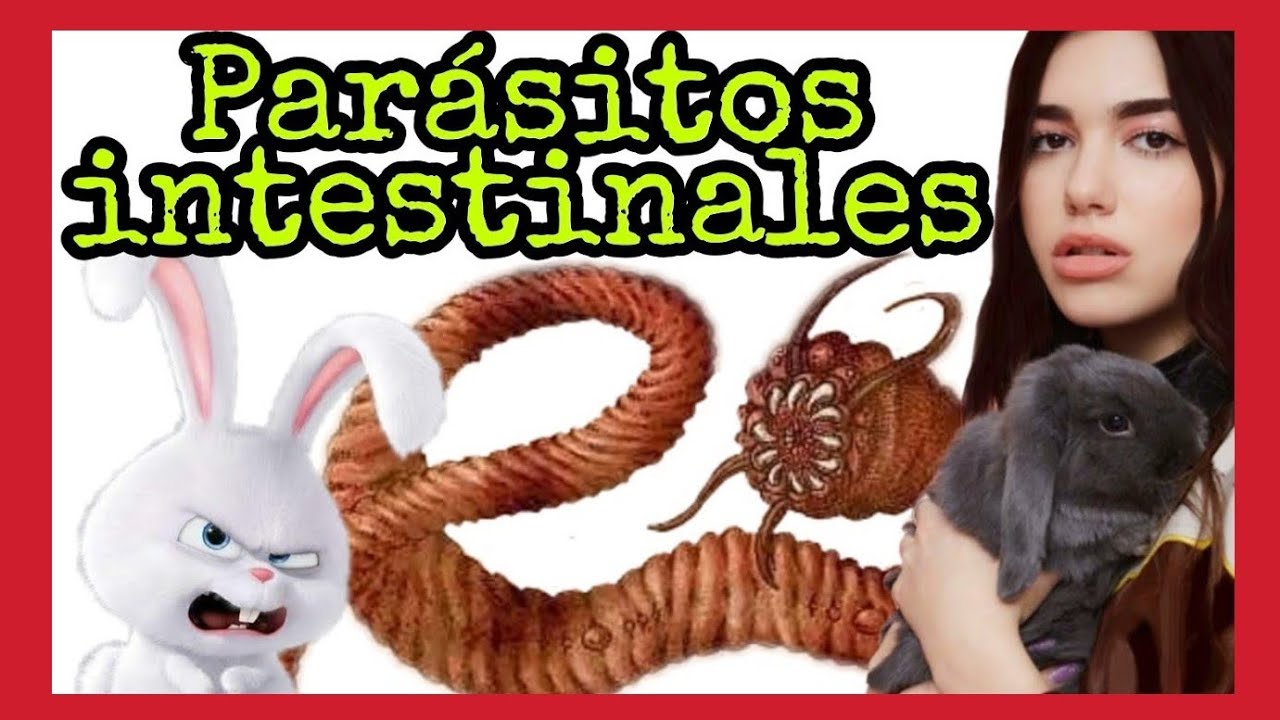 VLOG2- PARÁSITOS en CONEJOS domésticos!!🐛Pompón a punto de morir!😰QUÉ HACER si mi conejo no se mueve
