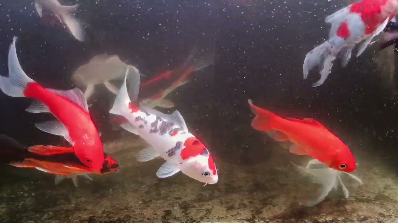 Unboxing Ikan Hias Warna Warni, Ikan Mas Koki, Ikan Oscar, Ikan Cupang, Ikan Lele, Ikan Glofish