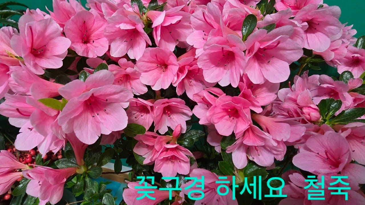 박달재tv ☘️ 라이브 방송 꽂구경 철쭉 힐링음악