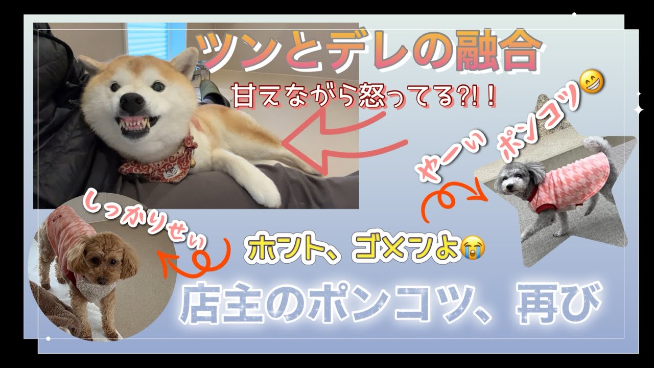 【3月5日〜3月10日】甘えてるの？怒ってるの？ツンデレの真髄を見たポンコツ店主【vol.9】