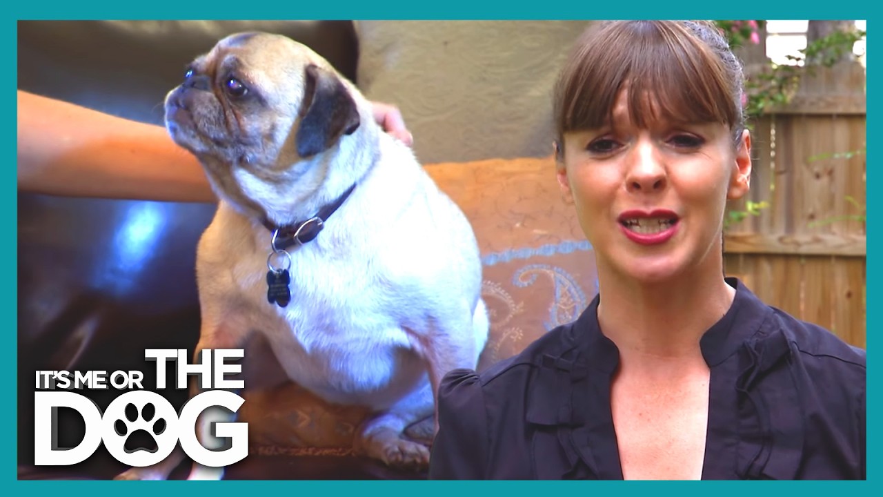 From Puppy Mill Horror to Pug Paradise! | It's Me Or The Dog