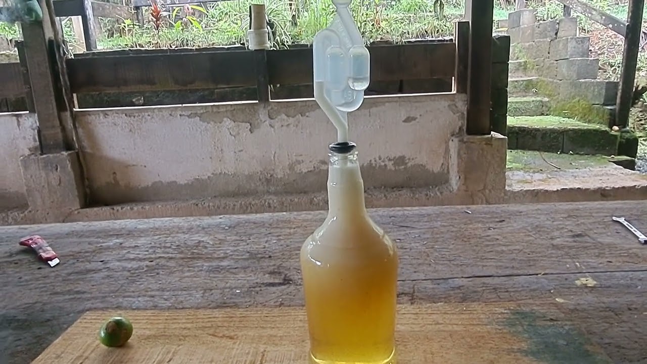 Maturação de Mel de Abelha Nativa Uruçu Amarela Mondory.
