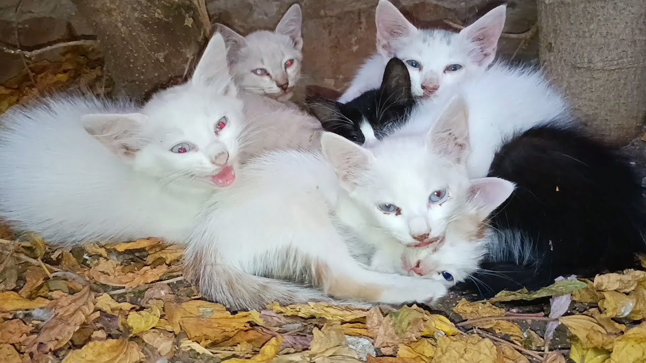 Six kittens hide in the garden while their mother cat is nearby