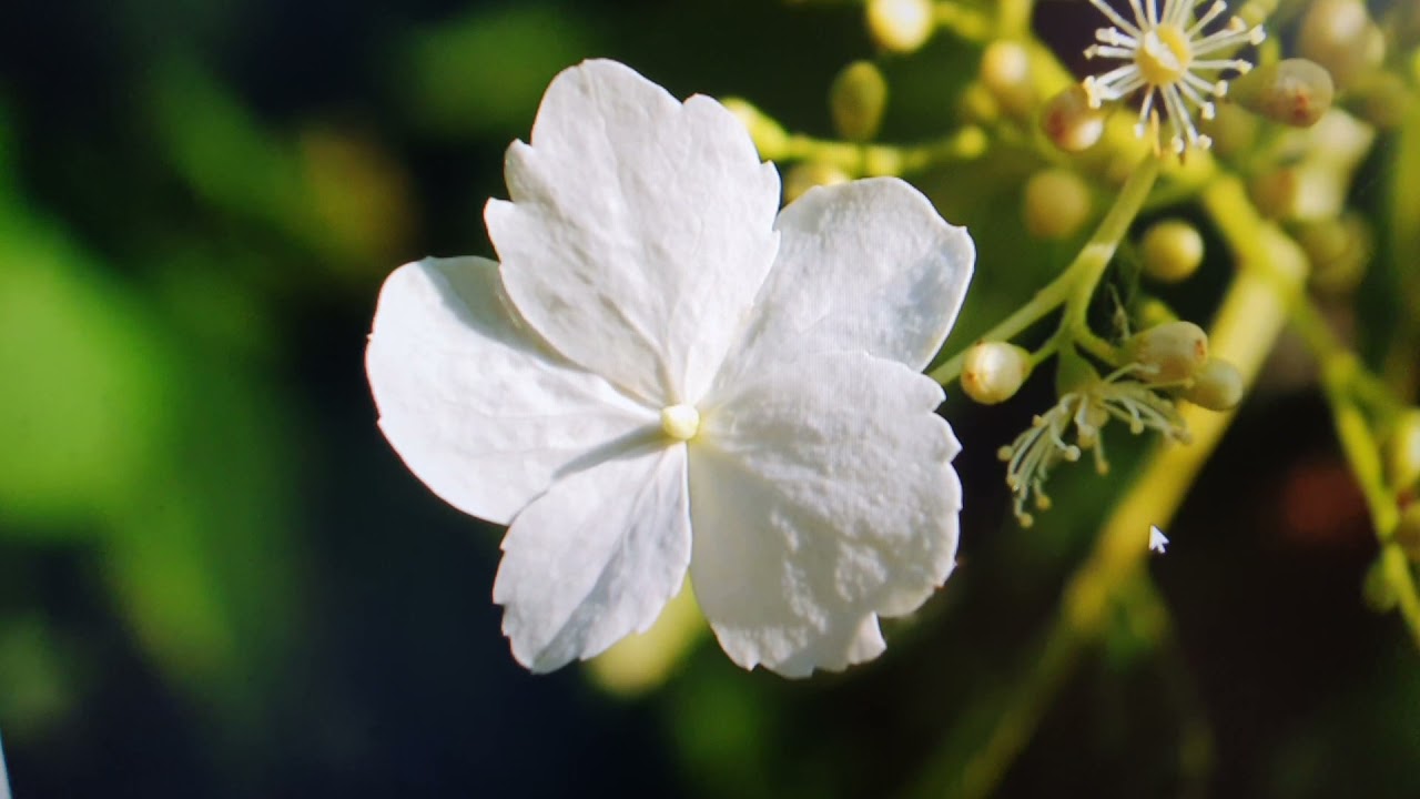 Die Kletterhortensie | Tolle Alternative zu Efeu
