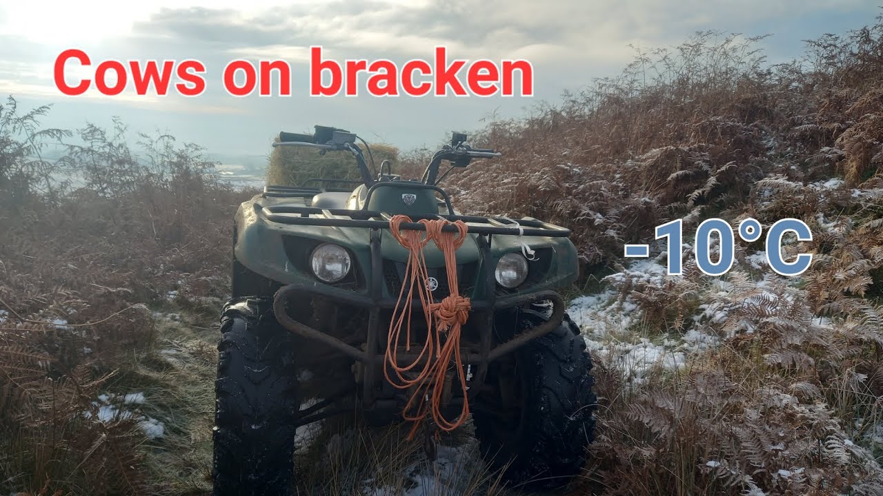 Trampling bracken with cows