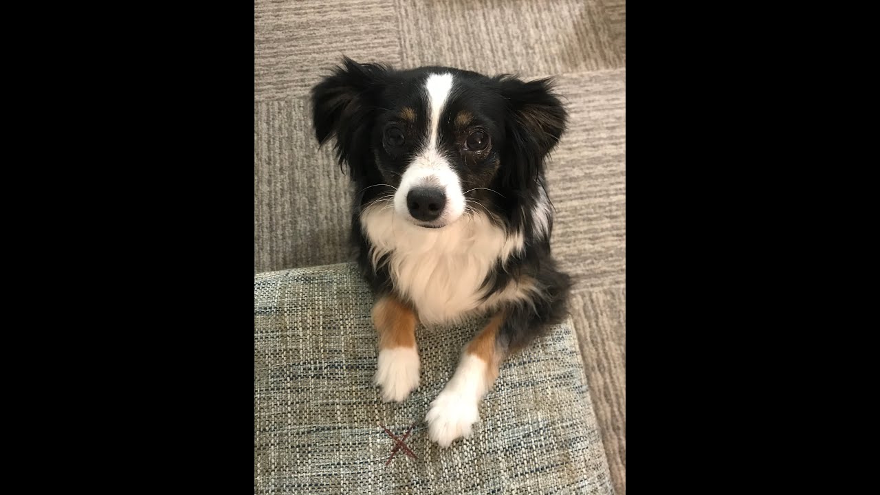Our Mini Australian Shepard, Silo’s Tricks