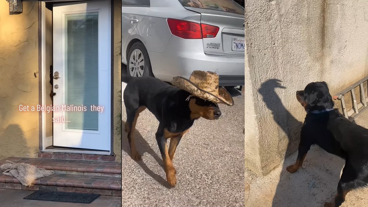Sometimes you need to know what your dog is thinking