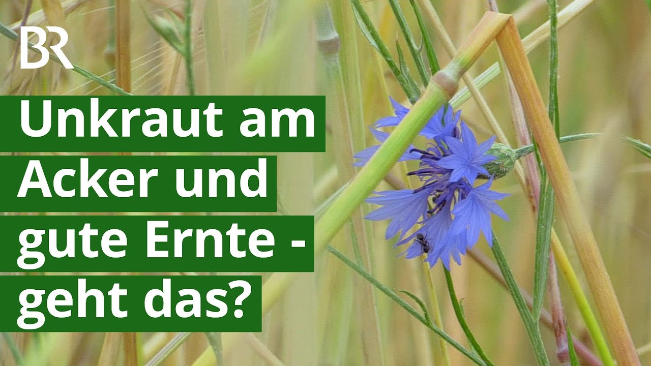 Wildkr&auml;uter am Acker: Mehr Insekten und gute Ertr&auml;ge? | Biodiversit&auml;t | Unser Land | BR