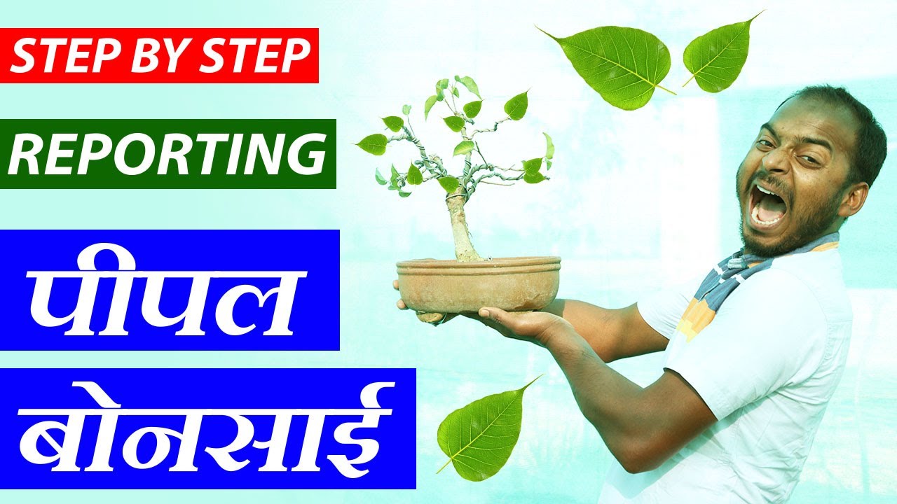 घर बैठे करे पीपल बोन्साई रिपोर्टिंग | How to do Peepal (Sacred Fig) Bonsai Reporting | Step By Step