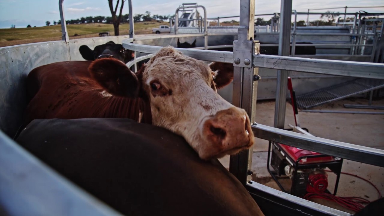 Clipex Permanent Cattle Yards - Nick Cobcroft Case Study