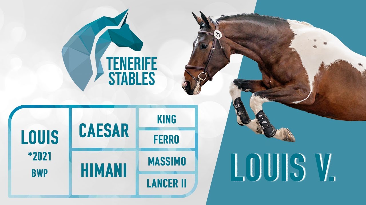Louis, 2021 BWP gelding jumper/hunter