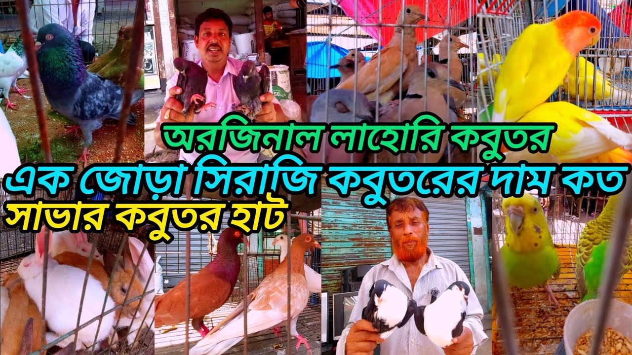সাভার কবুতর হাট। পাইকারি দামে কবুতর কিনুন সাভার হাট থেকে। savar animals Market / savar kobotur hat