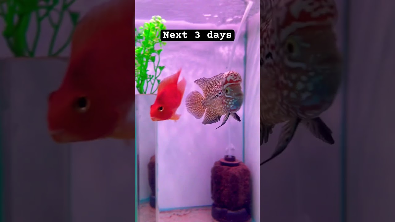 Groom your fish #fishhobby #flowerhorn #kamfa #ikanlouhan #kamfathailand #fishlover #viral #kamfaf2