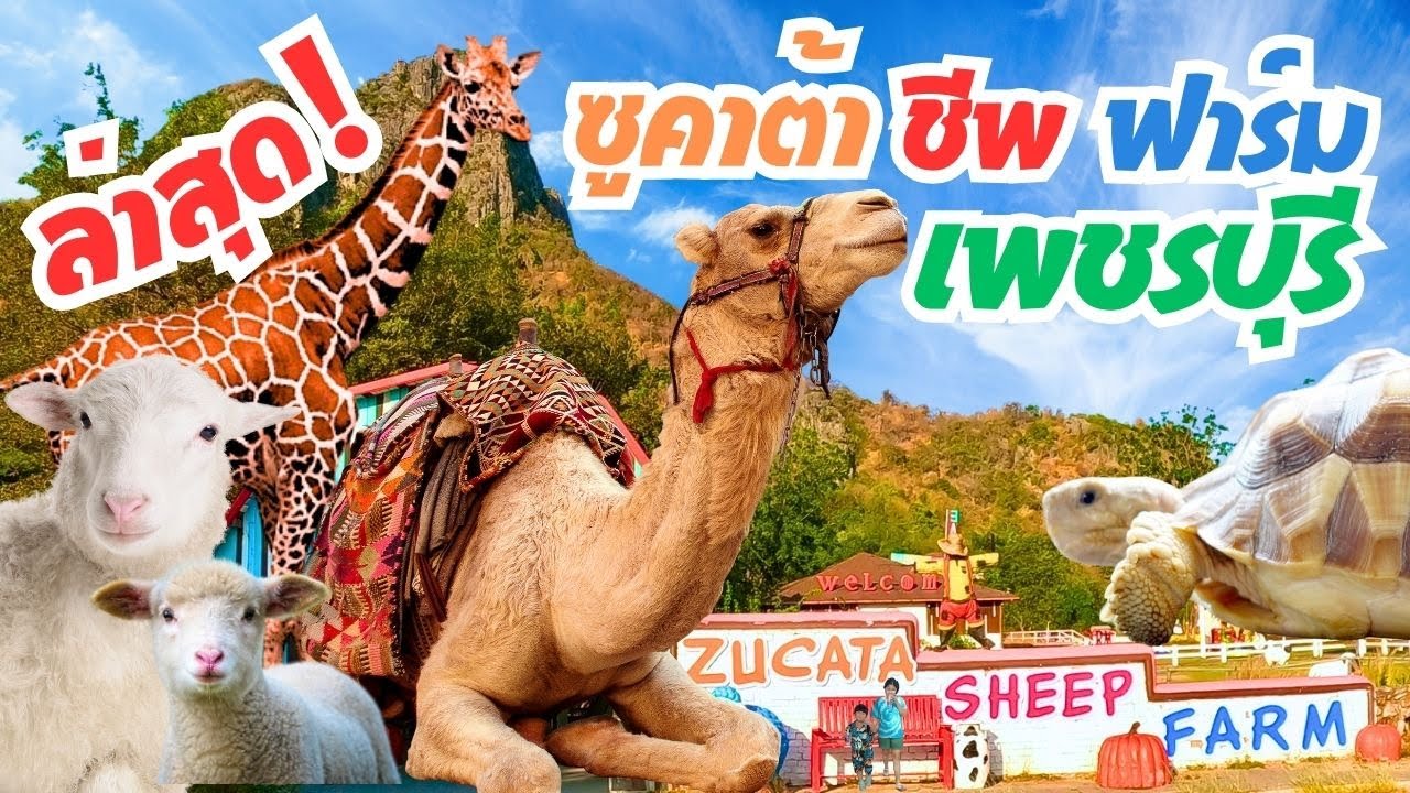 ซูคาต้าชีพฟาร์ม Zucata Sheep Farm เพชรบุรี อัปเดตล่าสุด! สถานที่ท่องเที่ยวย่านเพชบุรี (ชะอำ)