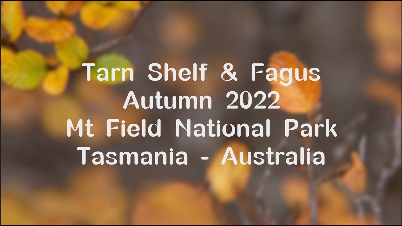 Tarn Shelf, Mt Field National Park - Fagus 2022