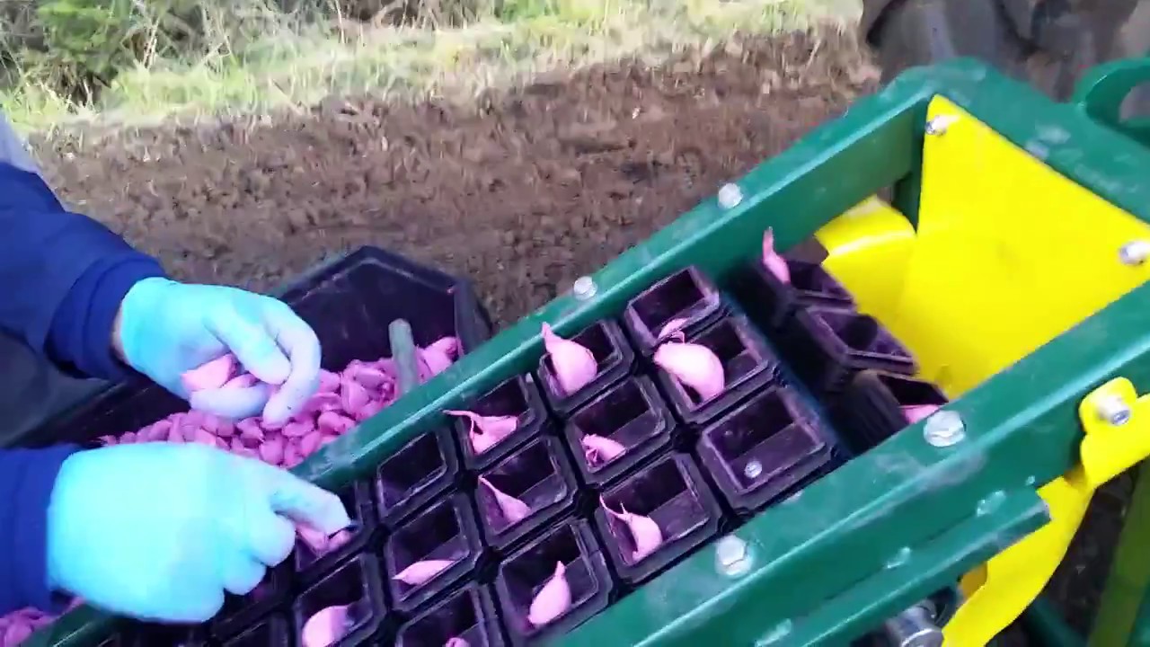 3 rows manual garlic - onion planter