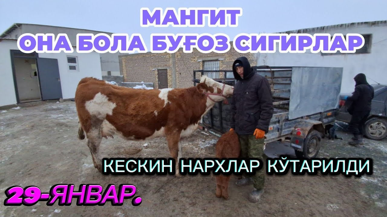 29-ЯНВАР МАНГИТ ОНА БОЛА БУҒОЗ ҚИСИР СИГИРЛАР НАРХЛАРИ 