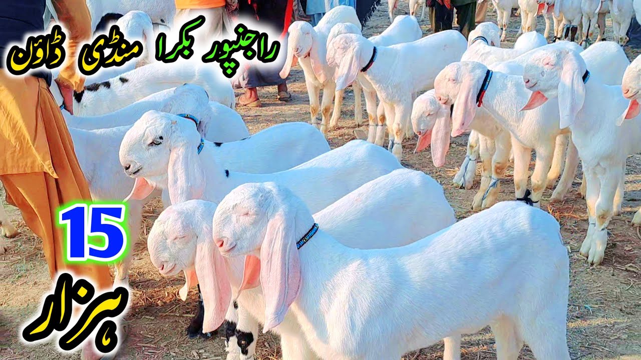16 February 2026 | راجنپور بکرا منڈی  میں 15 ہزار میں خریداری کریں | جلدی خریداری کریں | 