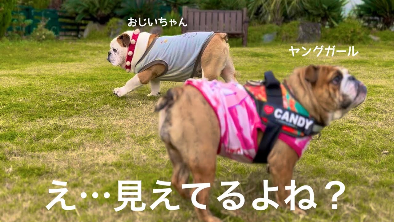 おじいちゃんとヤングガール　微妙な鳥取キャンプ旅(途中パワフルブラザーズ乱入あり)