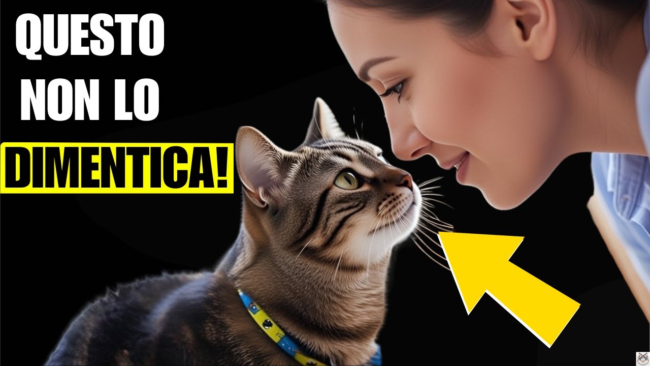 7 Atti d’Amore che il tuo Gatto può Ricordare per Tutta la Vita