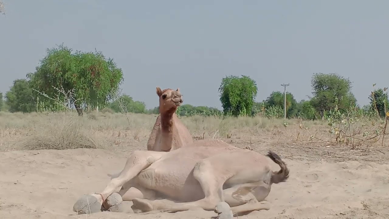 Nature of Camels & Alone In Desert || Camel Thar #whitecamel #camel