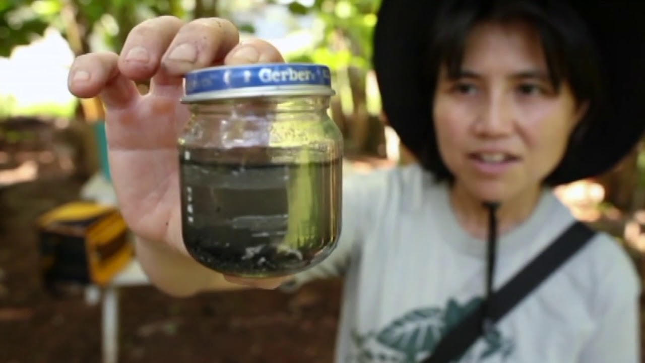 Korean Natural Farming Documentary