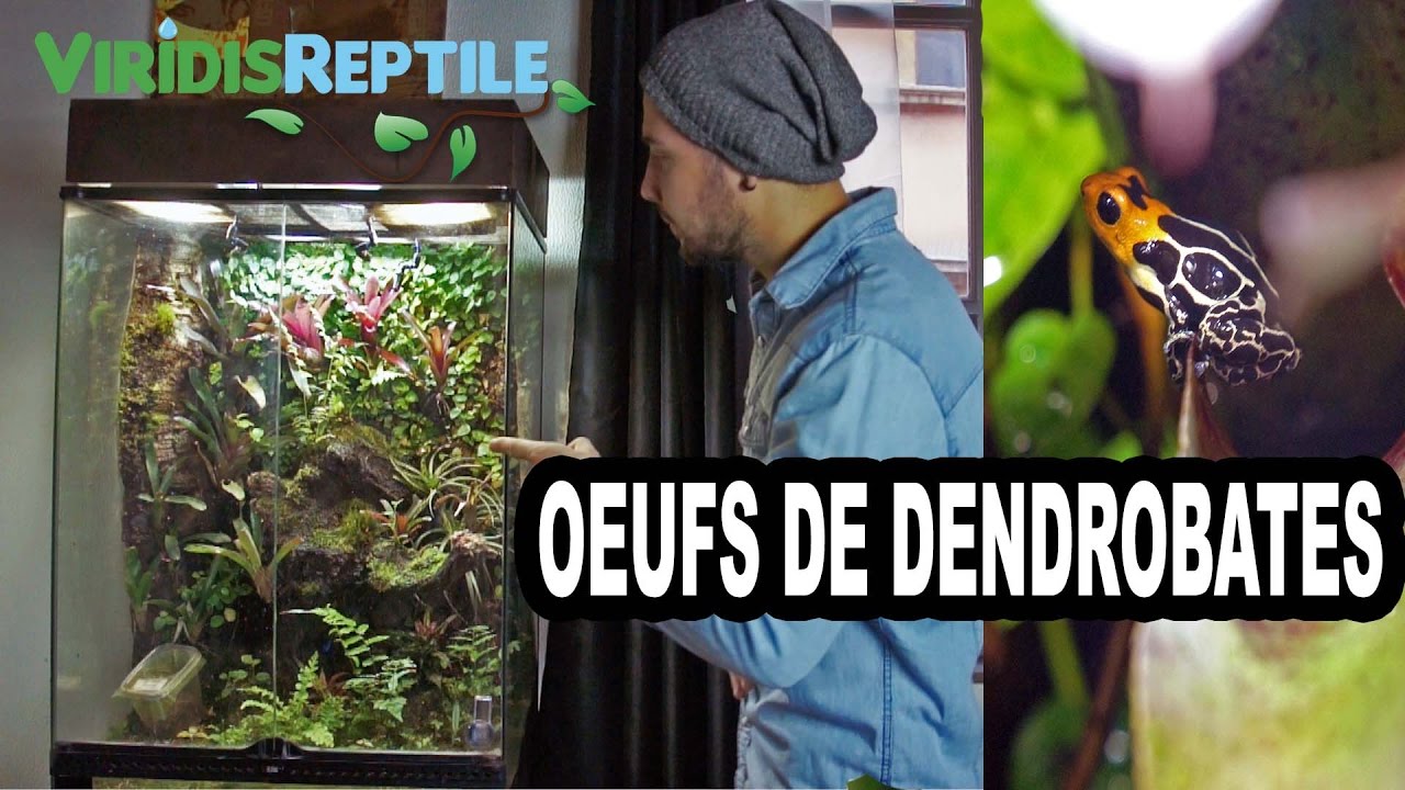 OEUFS DE DENDROBATES