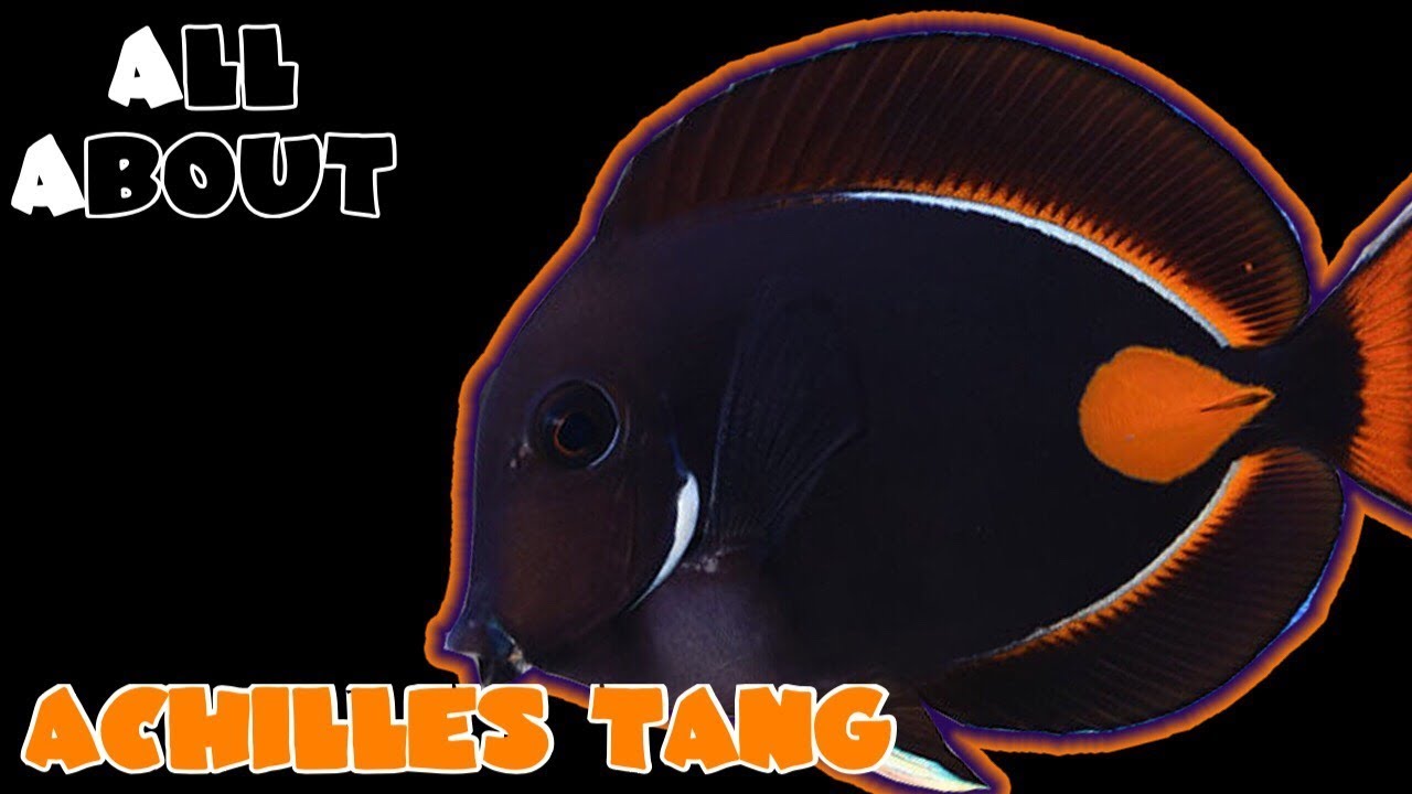All About The Achilles Tang or Surgeonfish