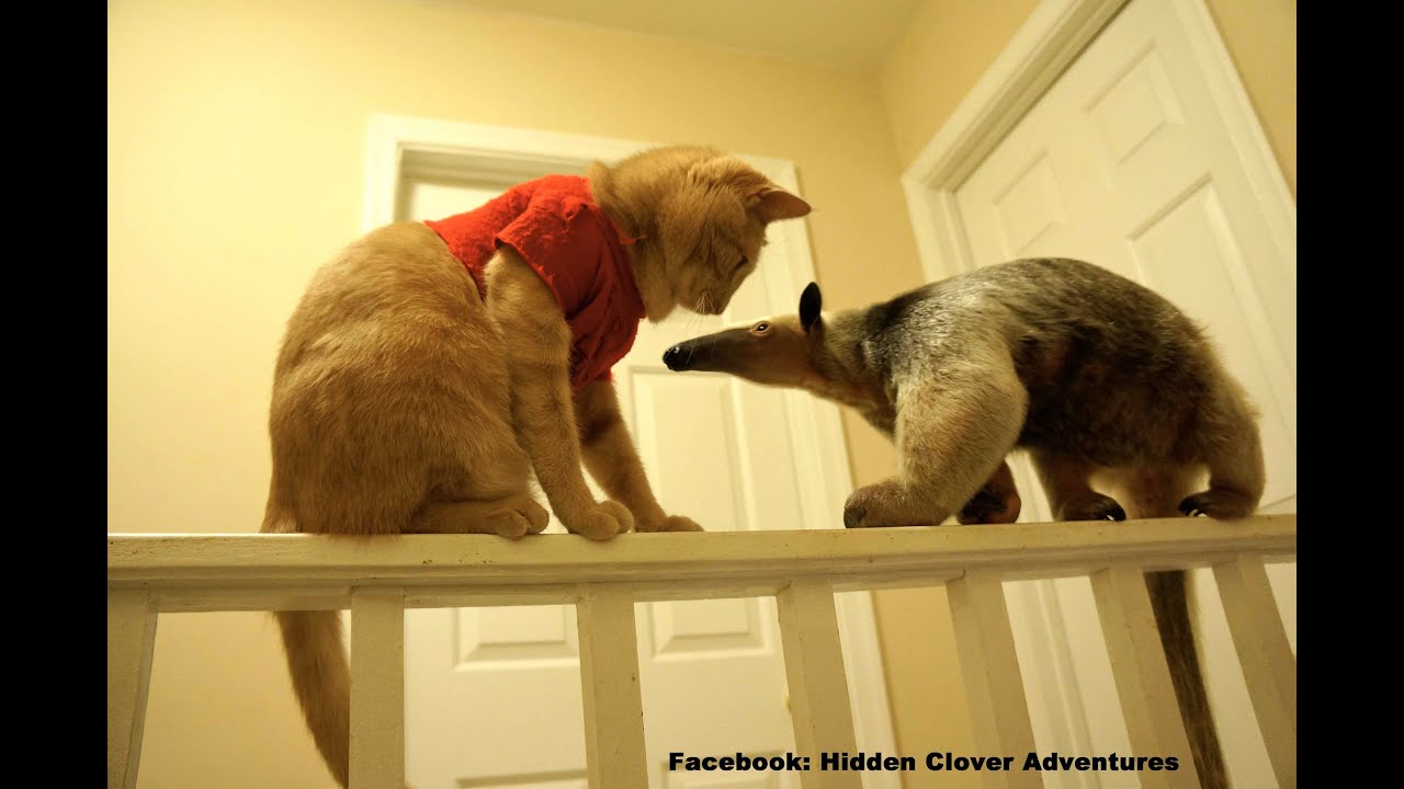 Save the Sloths! Love, An Anteater.