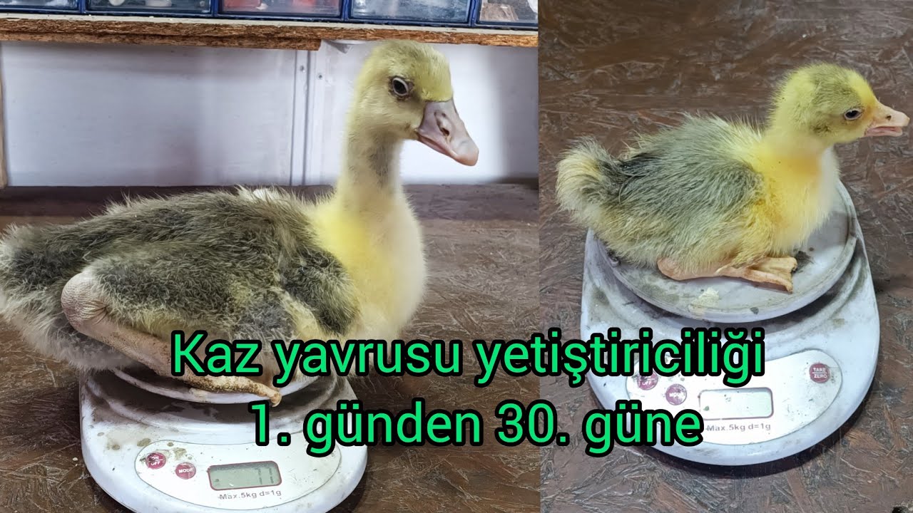 Kaz yetiştiriciliği / Kaz civcivi nasıl bakılır ve 30 günlük gelişim ve maliyetleri